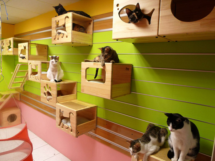 catswall - a modular cat climbing wall perfect for you pet