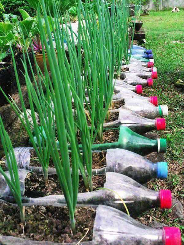 #22 Grow Your Vegetables Into Plastic Bottles