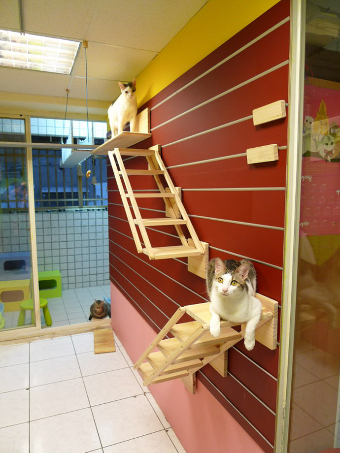 Catswall - A Modular Cat Climbing Wall Perfect for You Pet