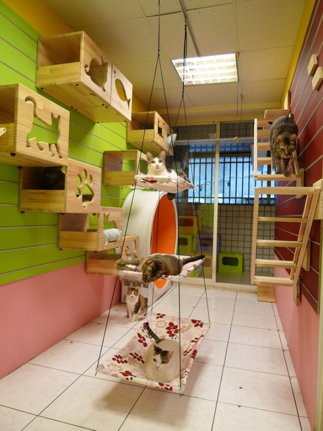 Catswall A Modular Cat Climbing Wall Perfect for You Pet