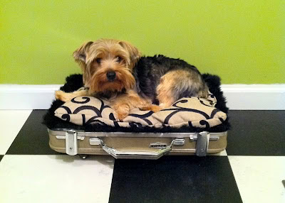 25 DIY Pet Bed Ideas
