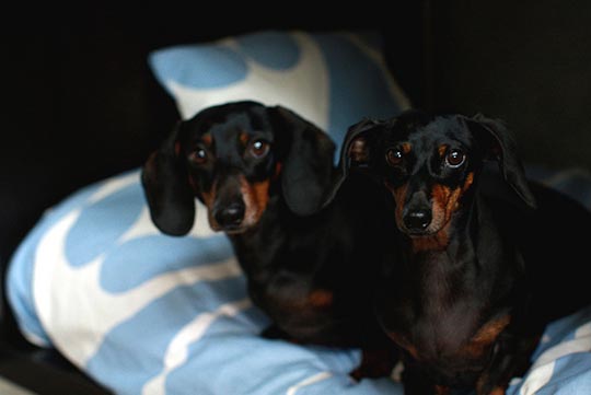 25 DIY Pet Bed Ideas