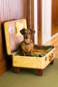 25 DIY Pet Bed Ideas