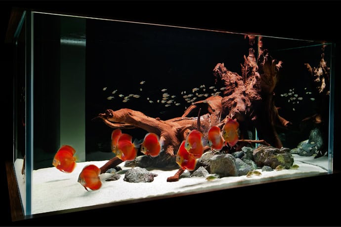 29 Amazing Aquariums For Impressive Decoration Of Your Home