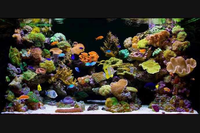 29 Amazing Aquariums For Impressive Decoration Of Your Home