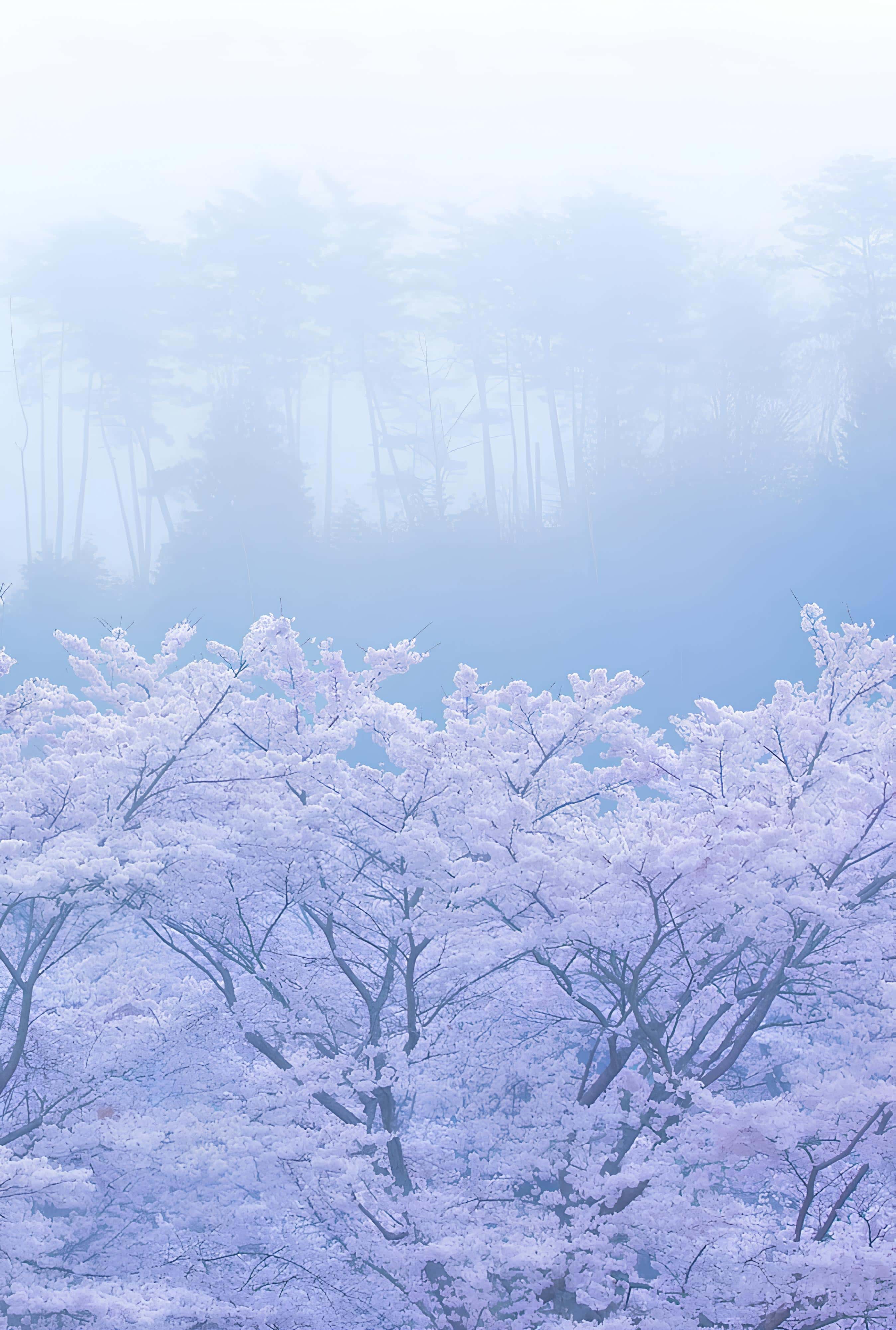 Cherry Blossoms in Morning Fog Soft pink cherry blossoms blooming through morning mist