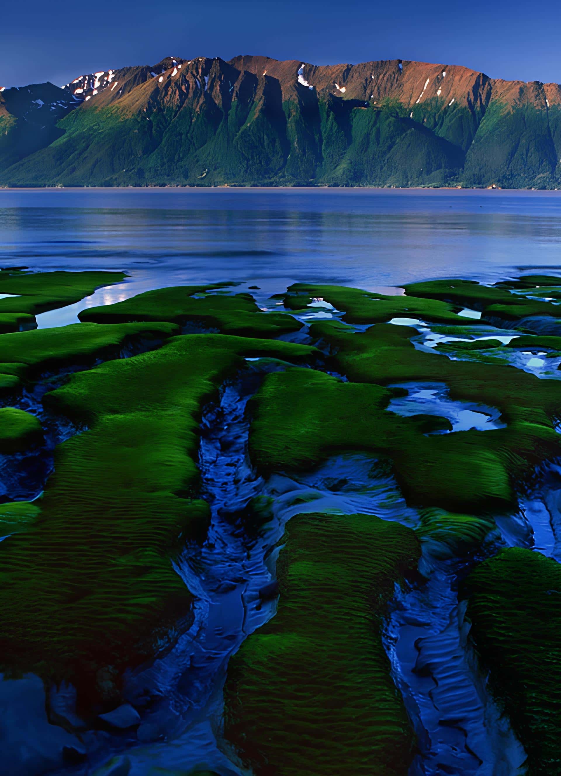 Green Mossy Shore with Mountains Green tide-covered shore with reflections and distant snow-capped mountains