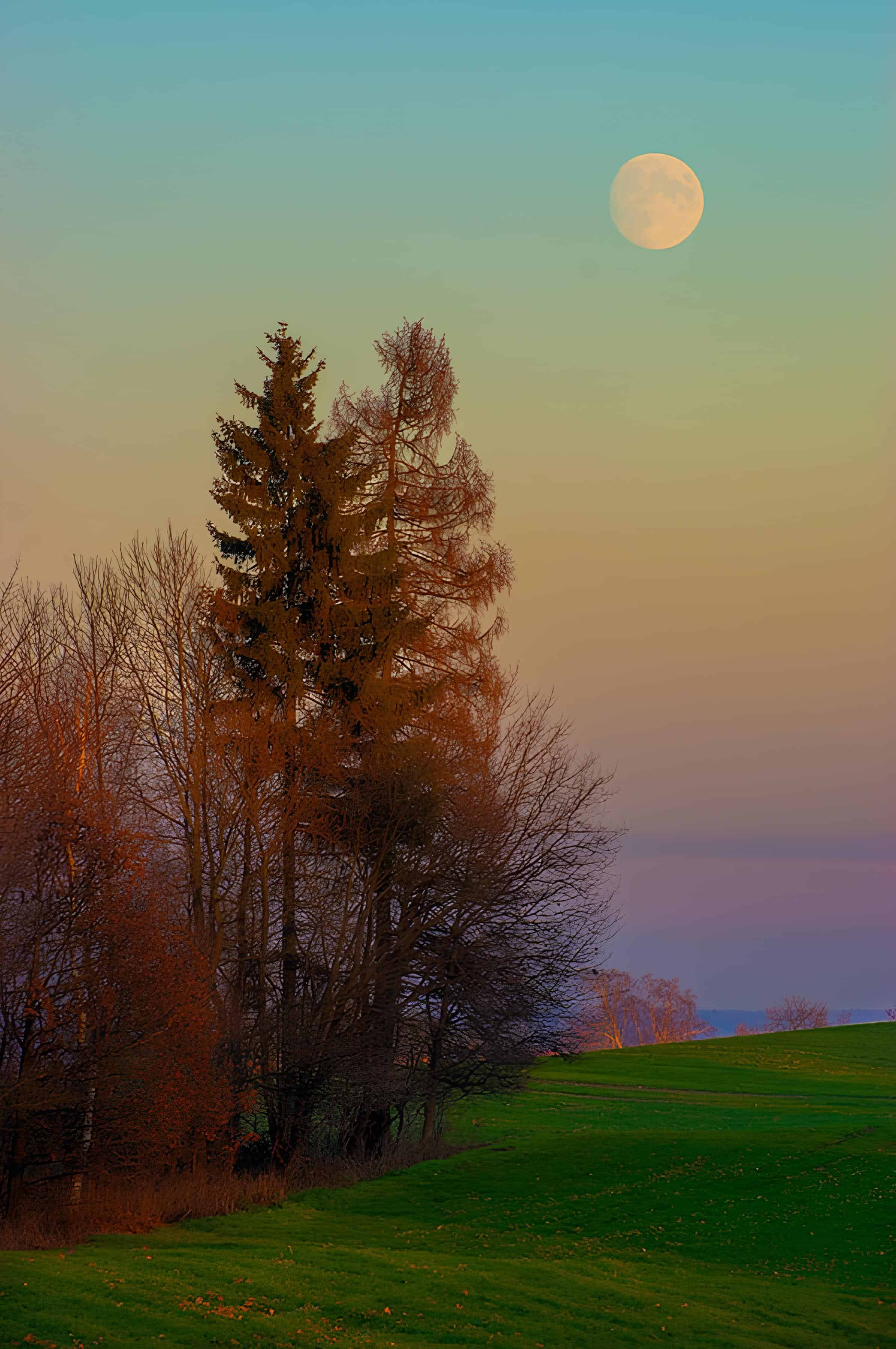 Moonrise Over Autumn Tree Line Golden moon rising above trees and grassy fields during twilight