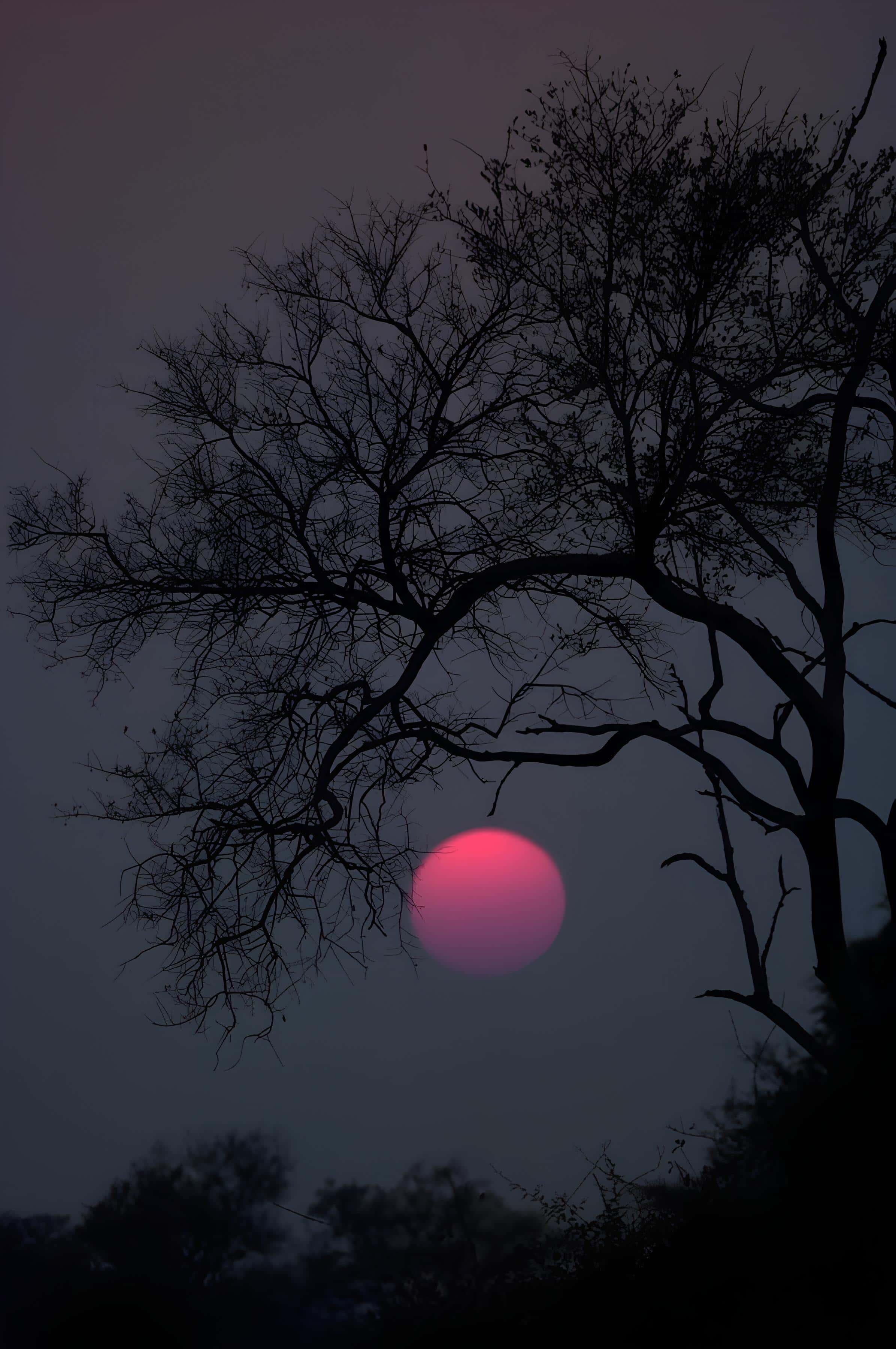 Silhouetted Tree Against Red Moon Dark tree branches in front of a glowing red moon