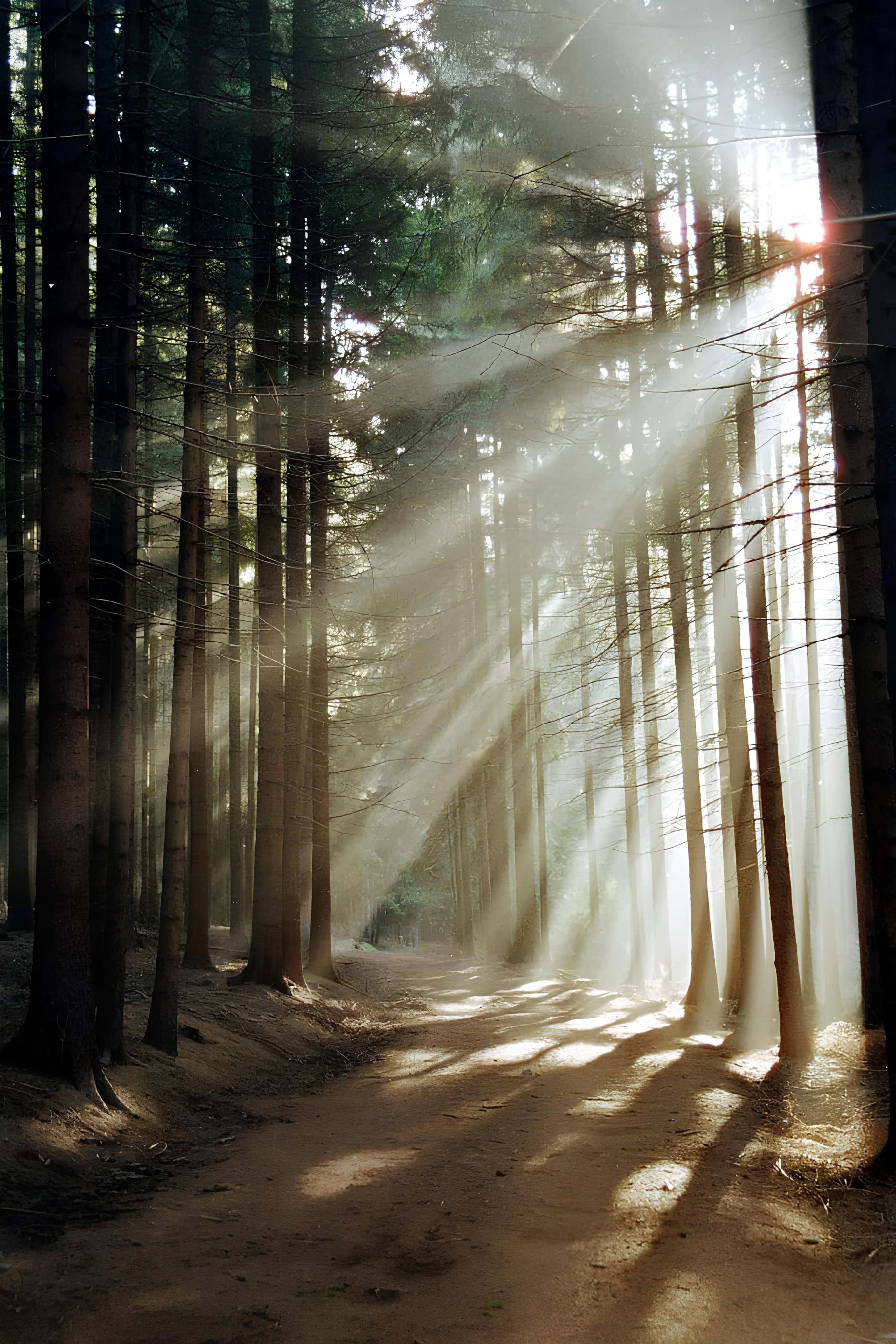 Sunbeams Through Pine Forest Path Sunlight piercing through tall pines on a forest path