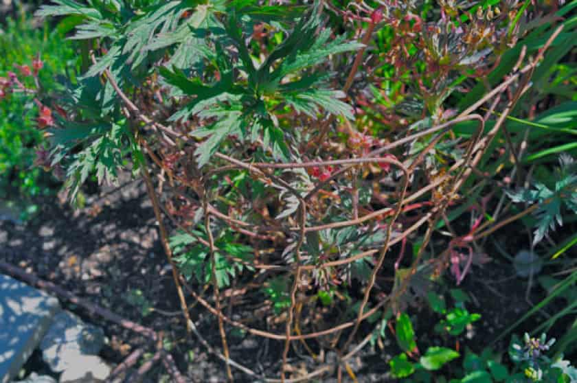 7. Pretty indoor and outdoor timeless decorations. 16