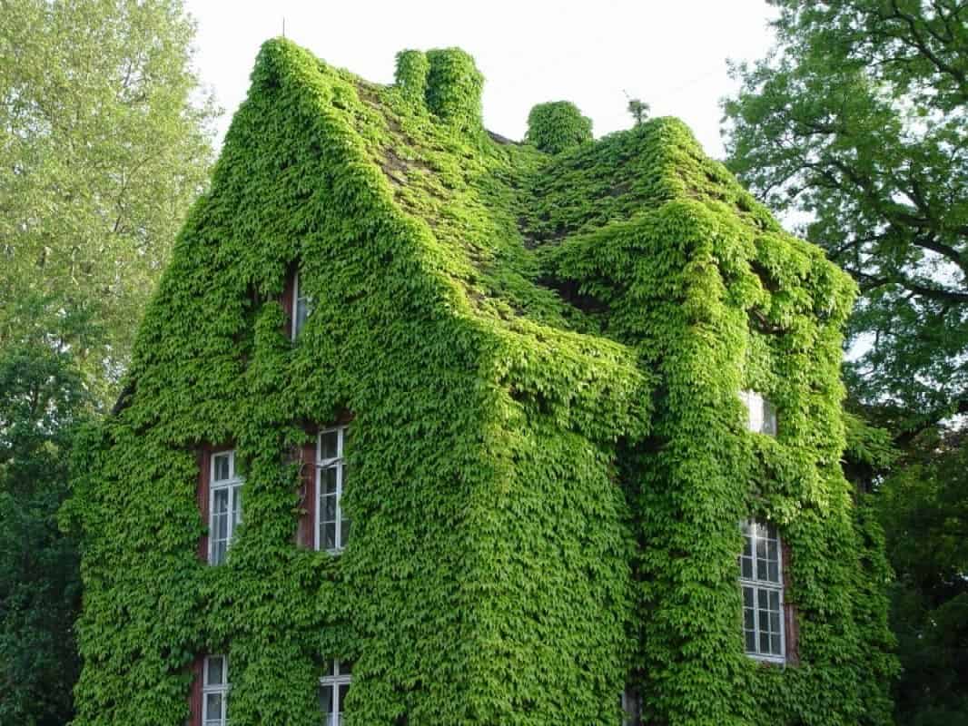 30 Incredible Green Walls 16