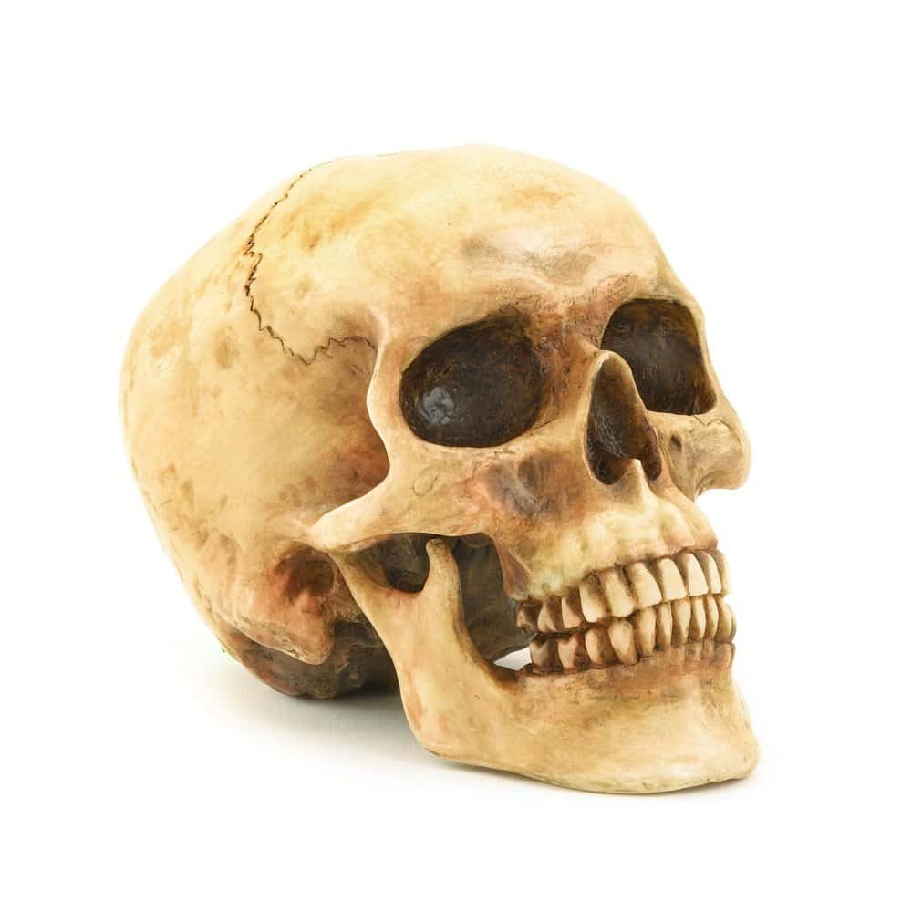 Grinning Human Skull Replica Halloween Decoration 20 Interesting Halloween Decorations To Buy For Your Home (5)