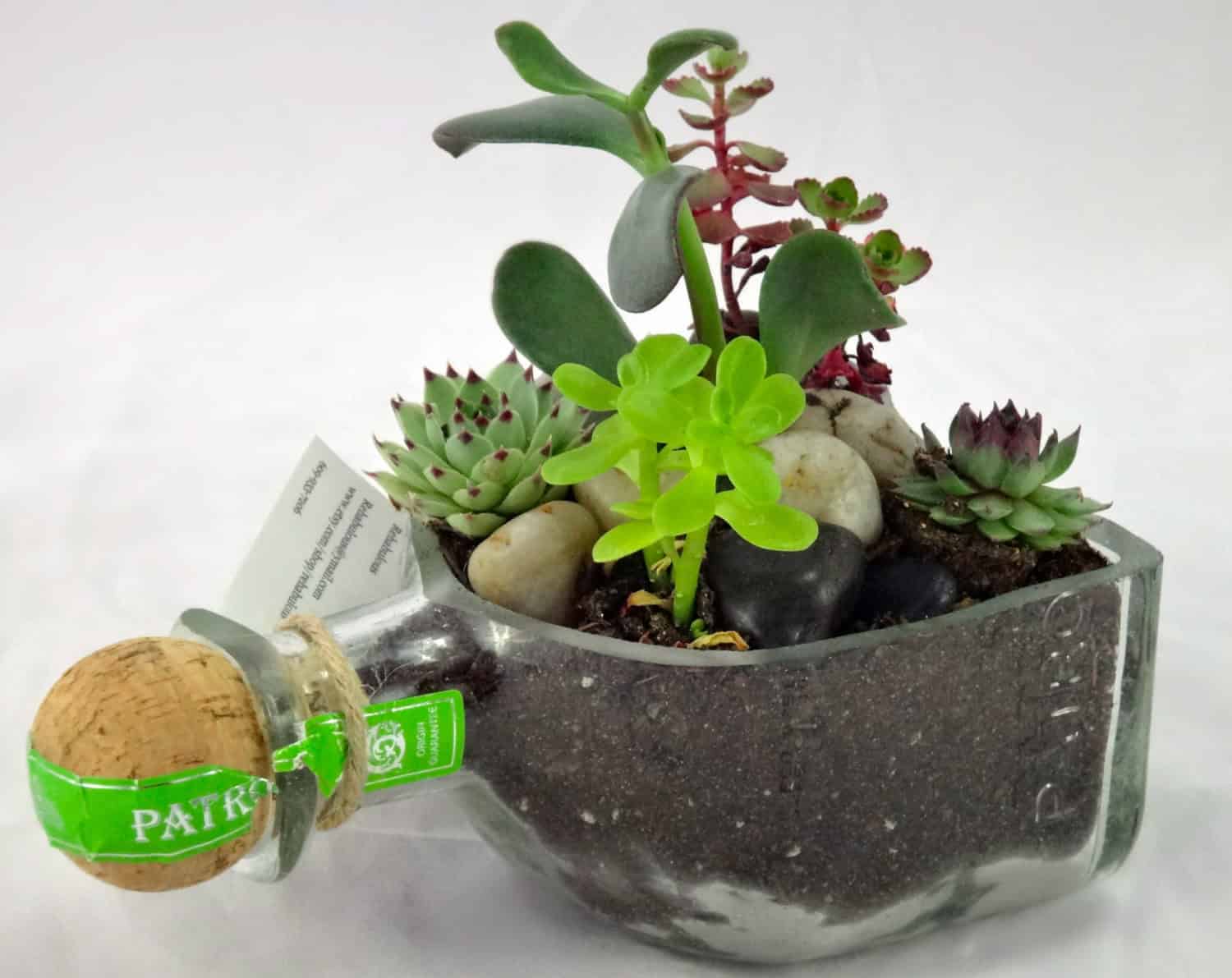 Patron Tequila Bottle Garden Succulent Planter 20 Creative Handmade Planter Designs (3)