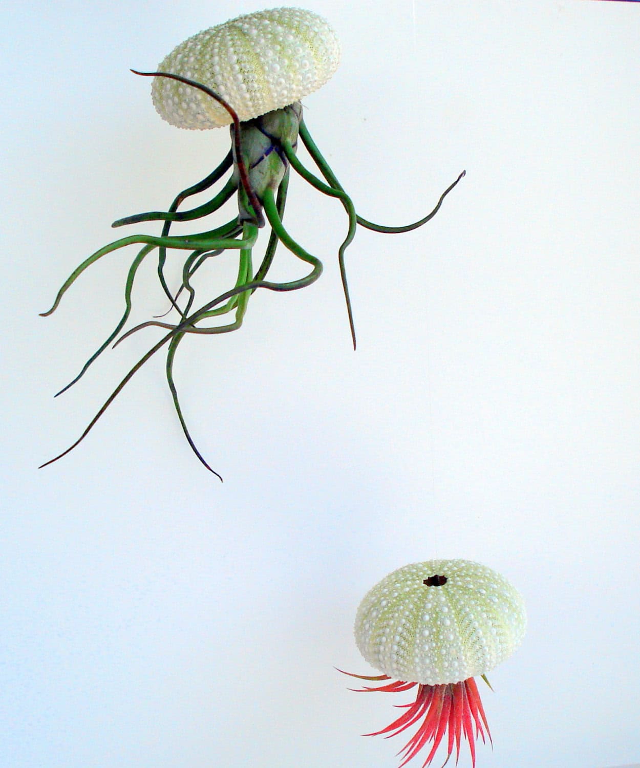 Hanging Sea Urchin Planter 20 Creative Handmade Planter Designs (7)