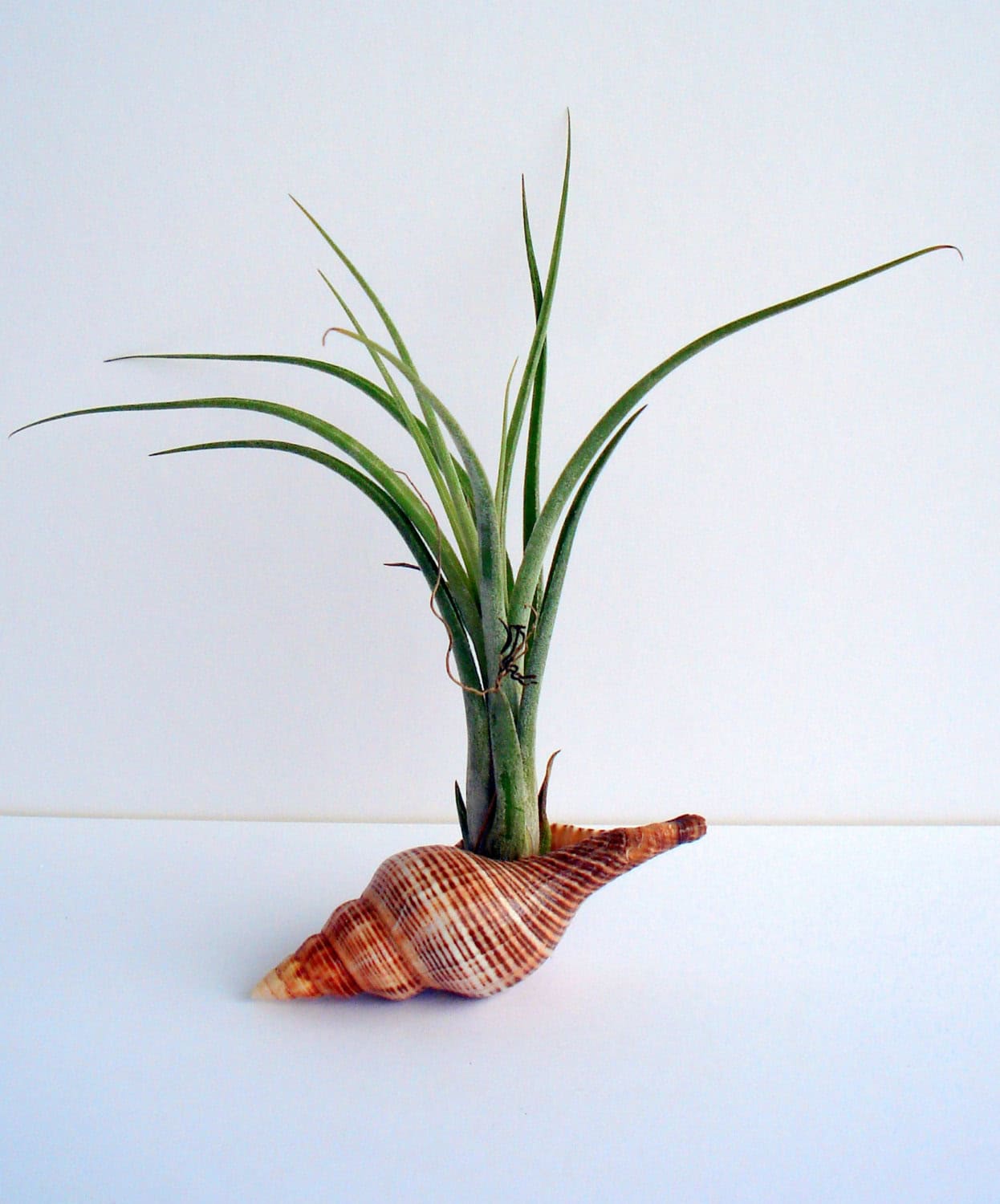 Air Plant Shell Planter 20 Creative Handmade Planter Designs (9)