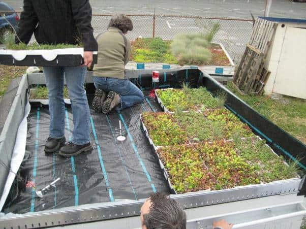 green-roof-over-concrete