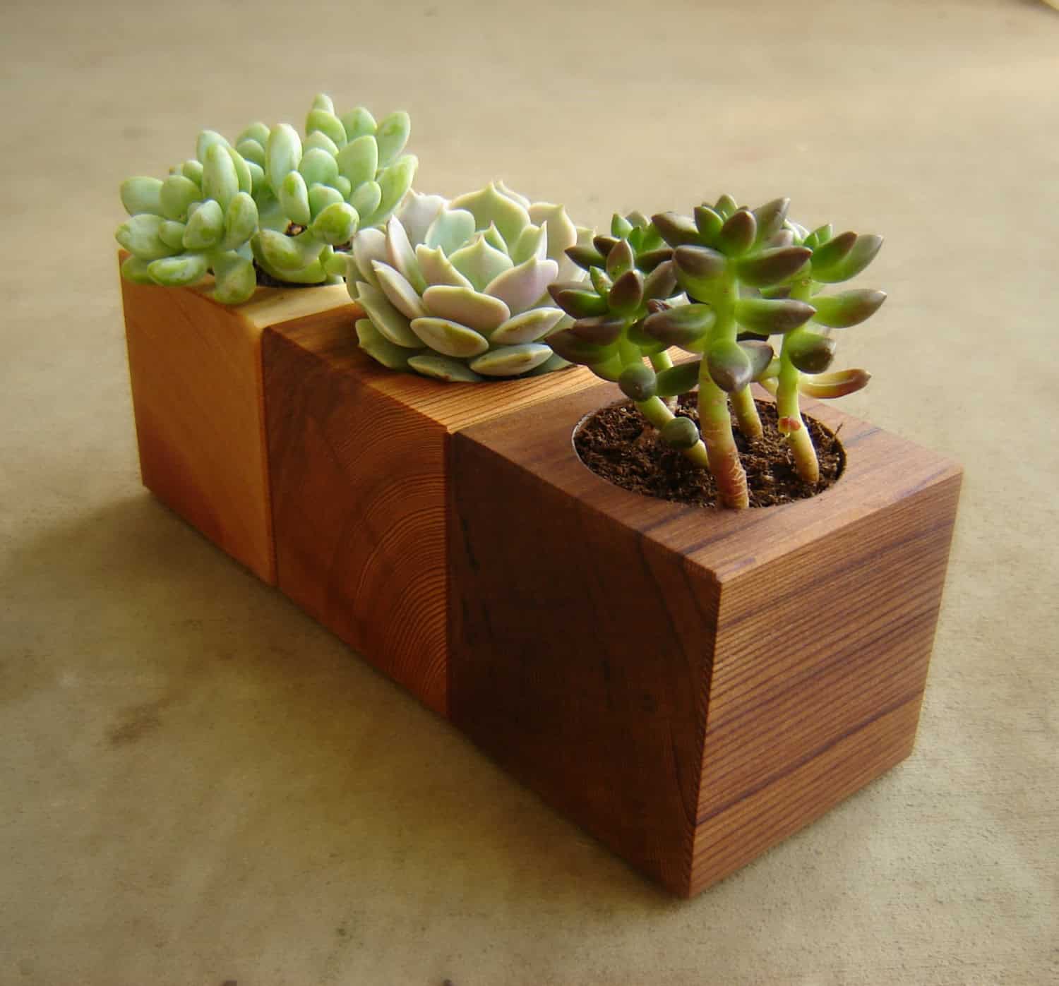 Cedar Succulent Pot in Choice of Natural Colors 16 Minimalistic Handmade Wooden Planter Designs (15)