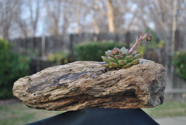 18 Lively Handmade Succulent Spring Decorations