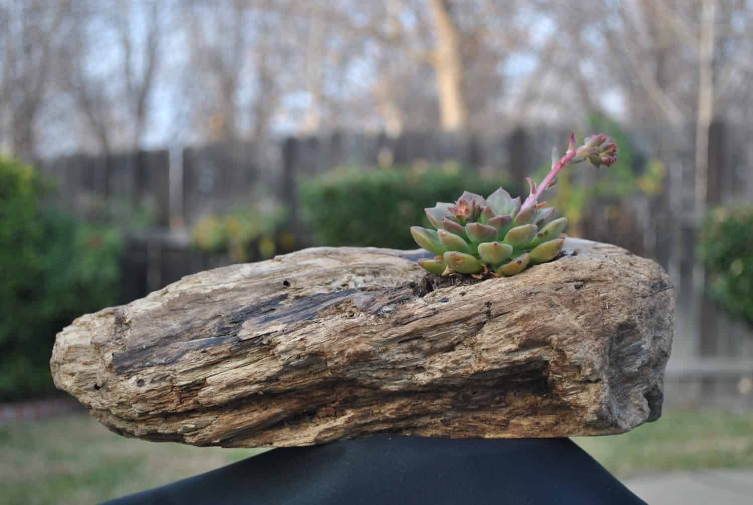 Driftwood Succulent Planter 18 Lively Handmade Succulent Spring Decorations (17)