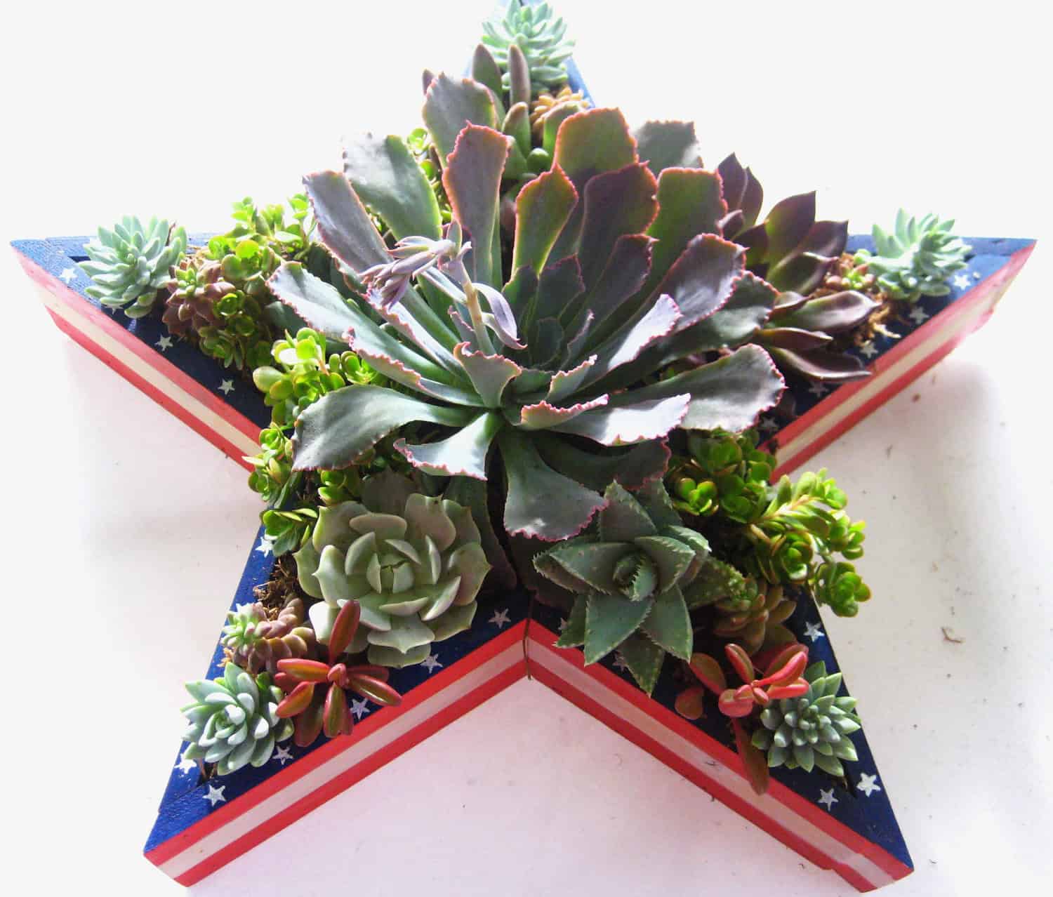 Succulent Star Shaped Planter 18 Lively Handmade Succulent Spring Decorations (5)