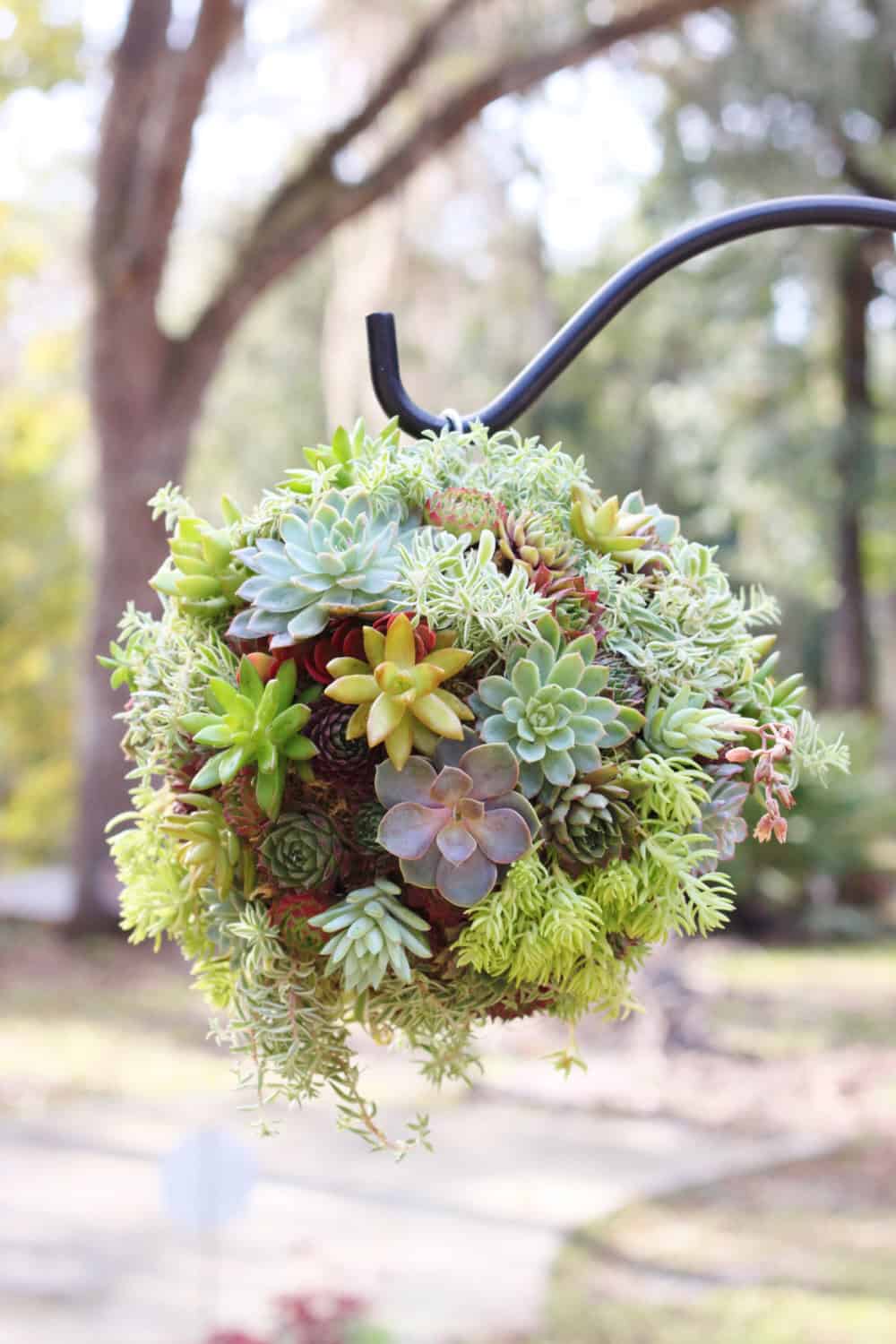 Succulent Kissing Ball 18 Lively Handmade Succulent Spring Decorations (7)