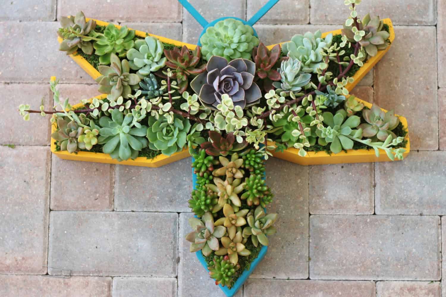 Dragonfly Succulent Planter Box 18 Lively Handmade Succulent Spring Decorations (9)