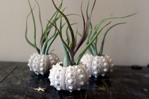 Decorate Your Home with Charming Little Terrariums (15)