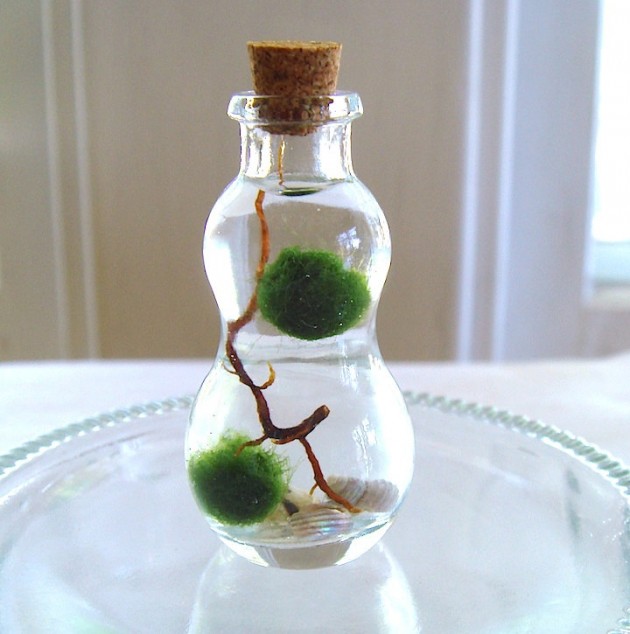 Decorate Your Home with Charming Little Terrariums