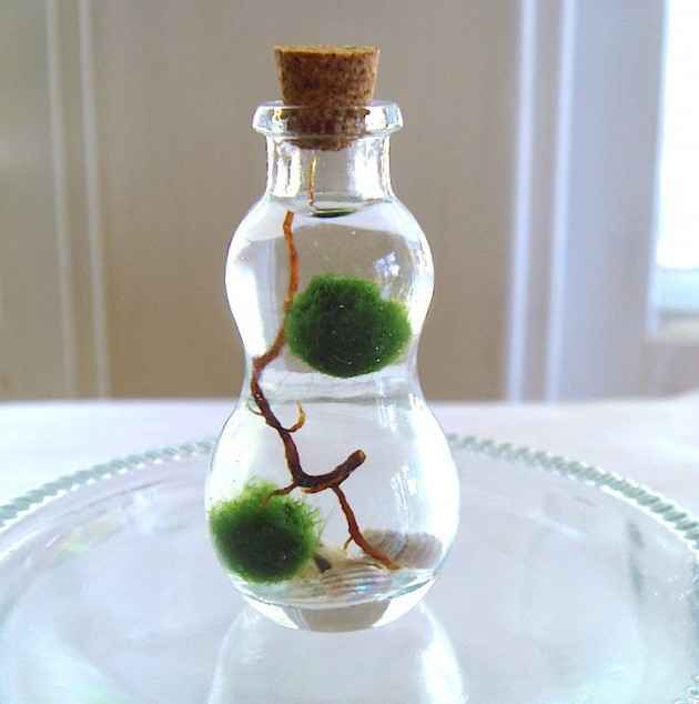 Decorate Your Home with Charming Little Terrariums (9)