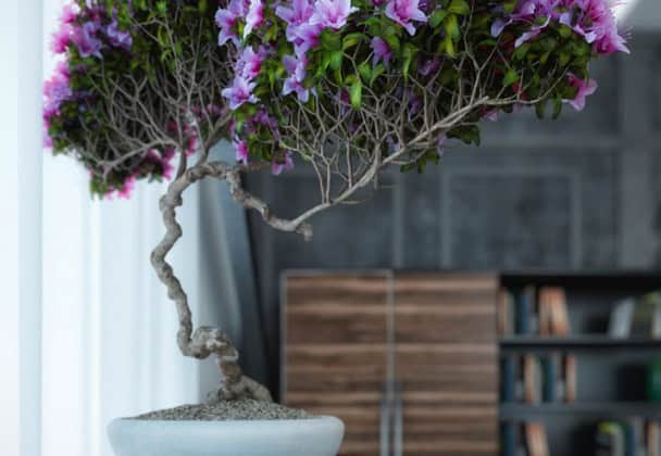 22 Fantastic Ideas How To Revive Your Home with Bonsai