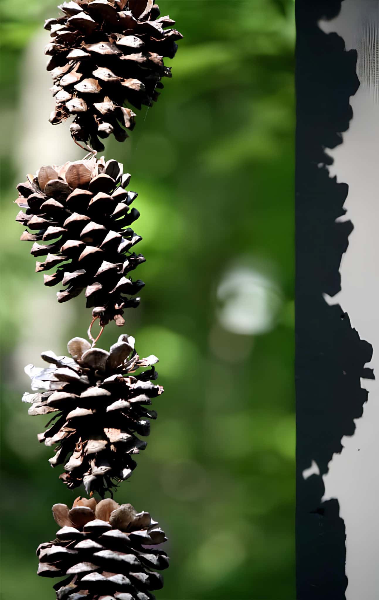 Rain chain made from stacked pinecones with blurred forest background
