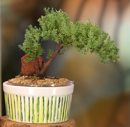 20 Enchanting Miniature Bonsai Decoration Ideas