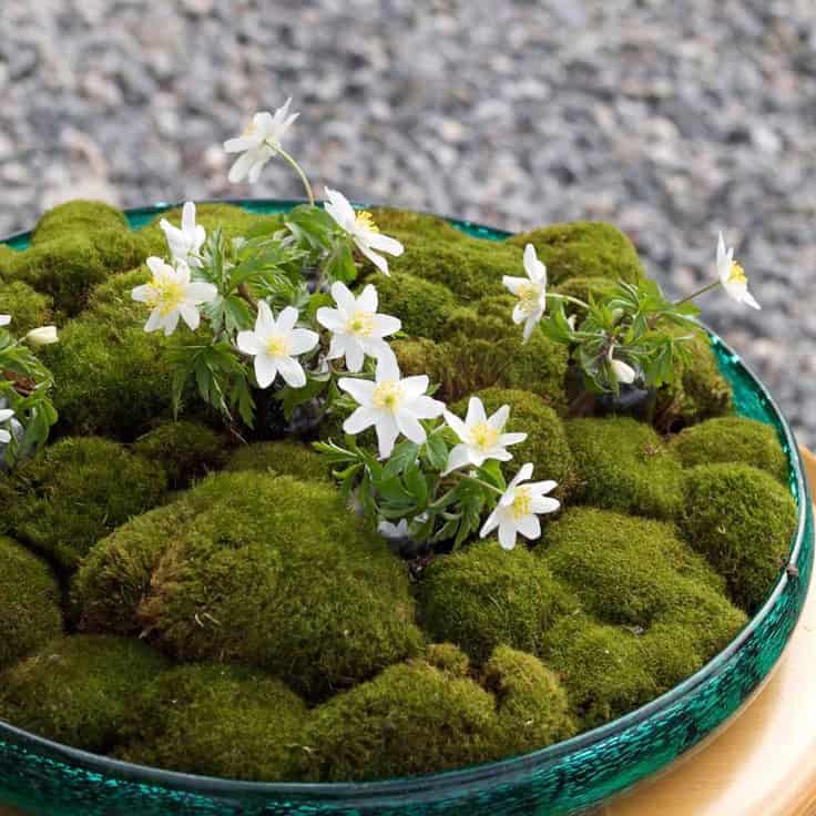 30 Impressive DIY Moss Decorations for this Spring 9