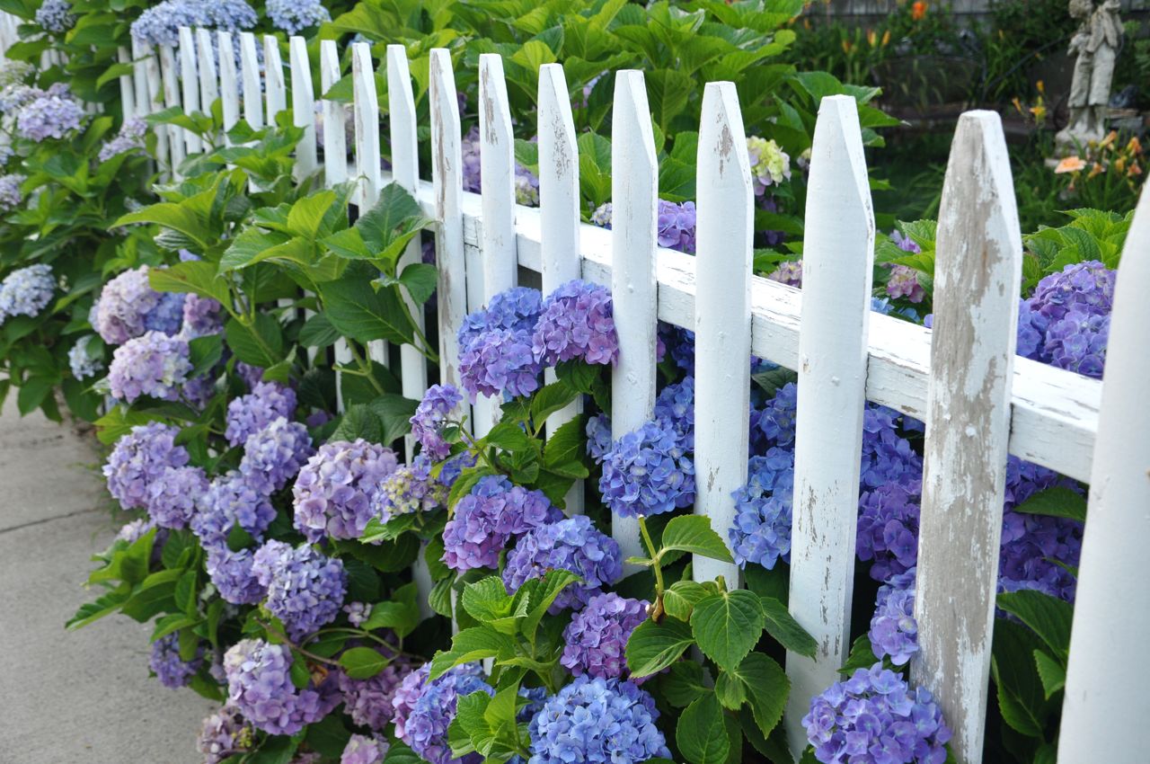Flowers on The Fence- Beautiful Addition to Every Yard