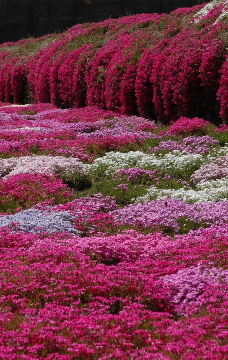 25 Marvelous Flower Walls 15