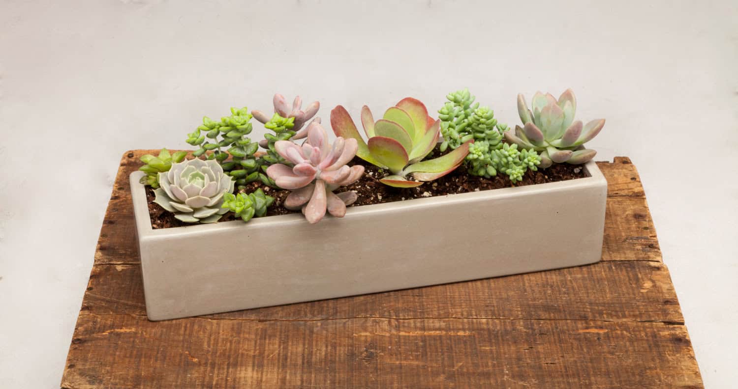 Concrete Planter Buy it here: www.etsy.com