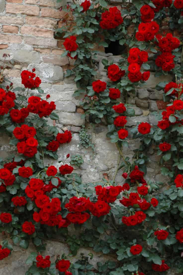 25 Marvelous Flower Walls 22