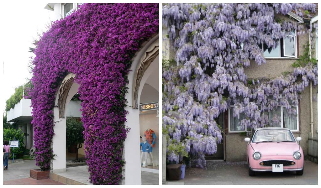 25 Marvelous Flower Walls