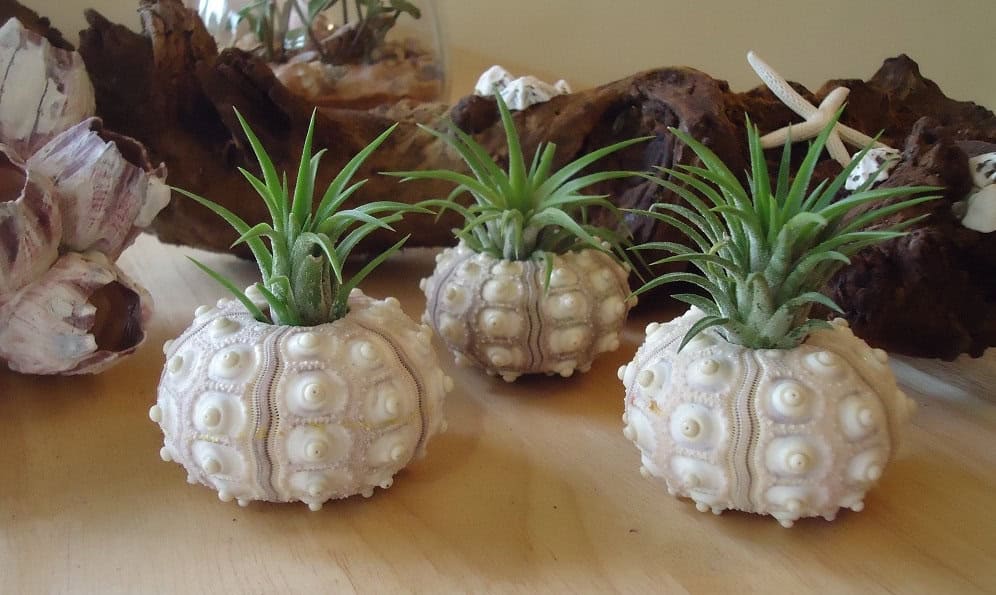 Tillandsia Sputnik Sea Urchin Shell Buy it here: www.etsy.com