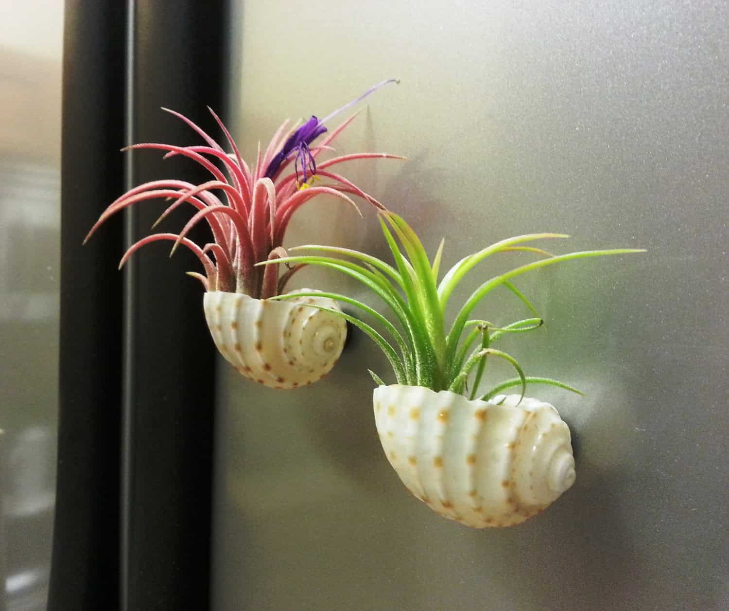 Air Plant Decorations In Sea Shell MAGNETS Buy it here: www.etsy.com