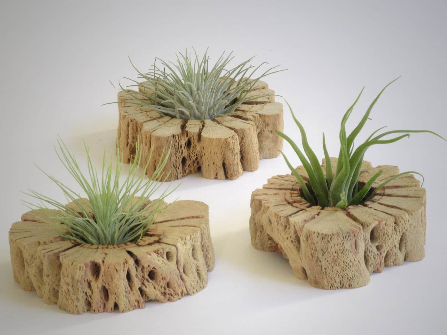 Unique hand cut cactus wood slabs with living Tillandsia Buy it here: www.etsy.com