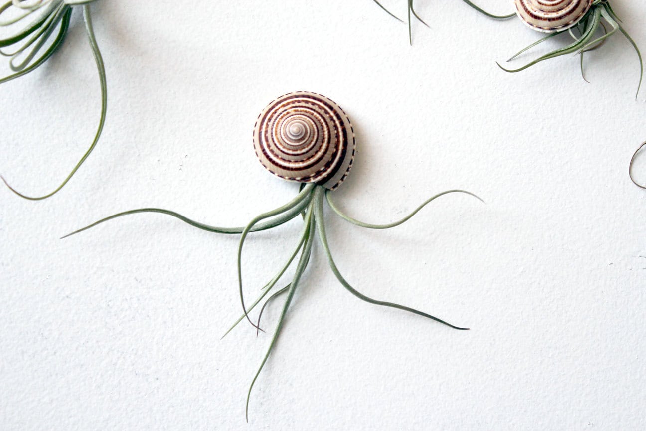 Jellyfish airplant Buy it here: www.etsy.com