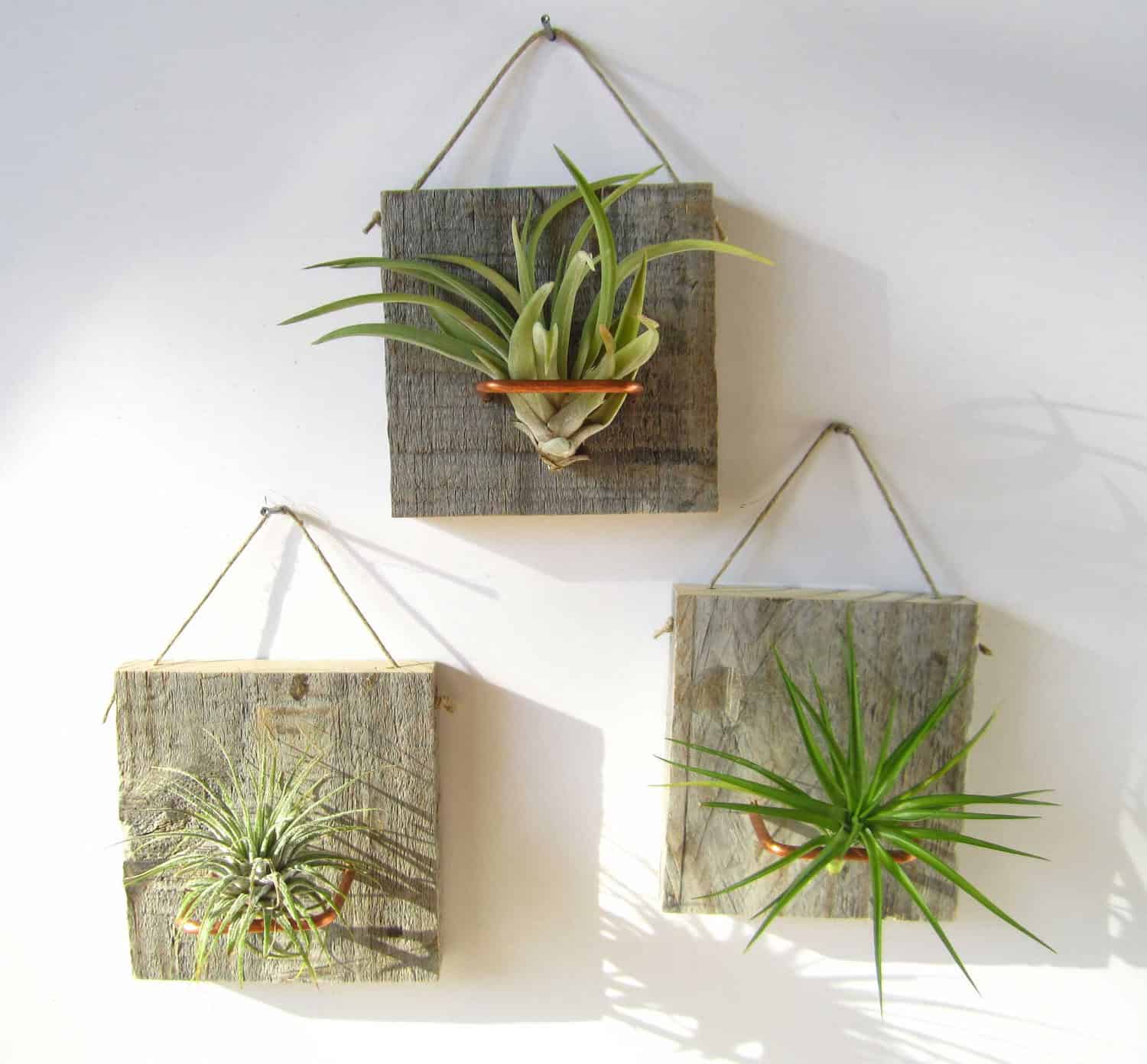Barn Wood Grab Bag airplants Buy it here: www.etsy.com