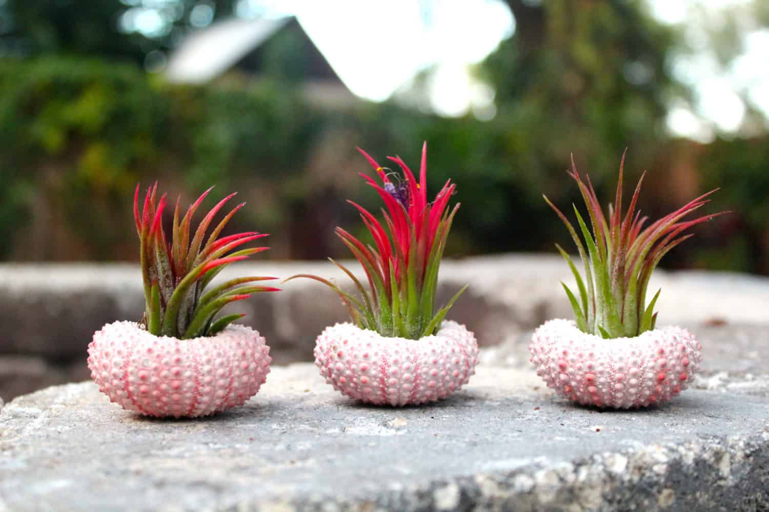Pink Sea Urchin Air Plant Buy it here: www.etsy.com