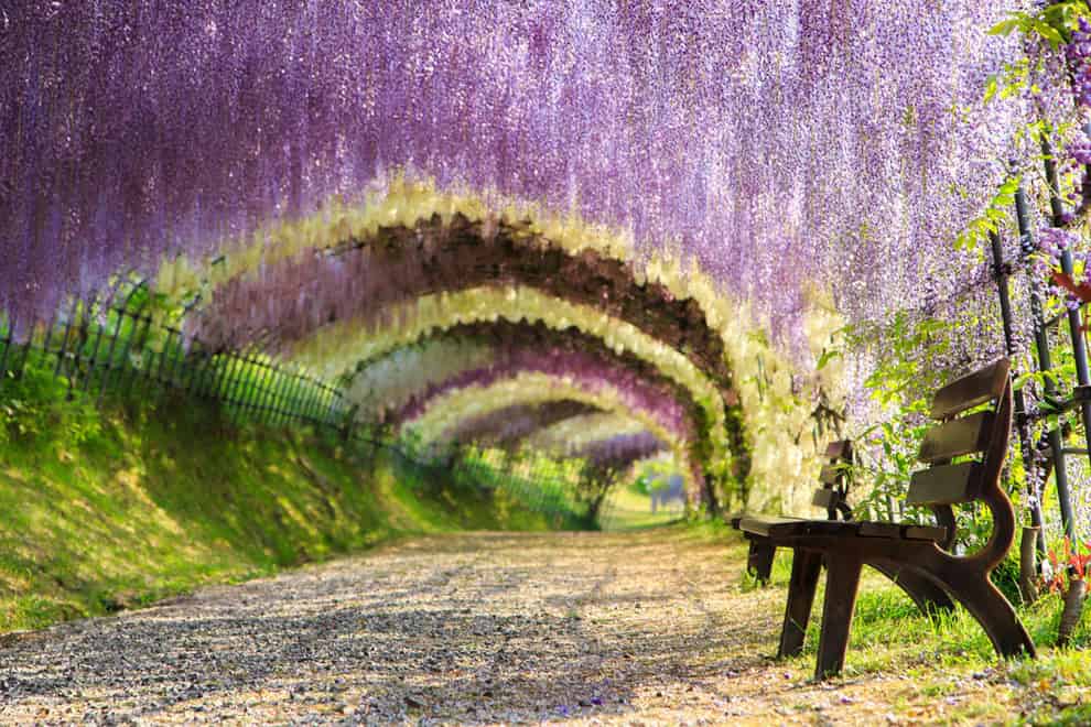 Wisteria Tunnel, Japan 14. Wisteria Tunnel, Japan