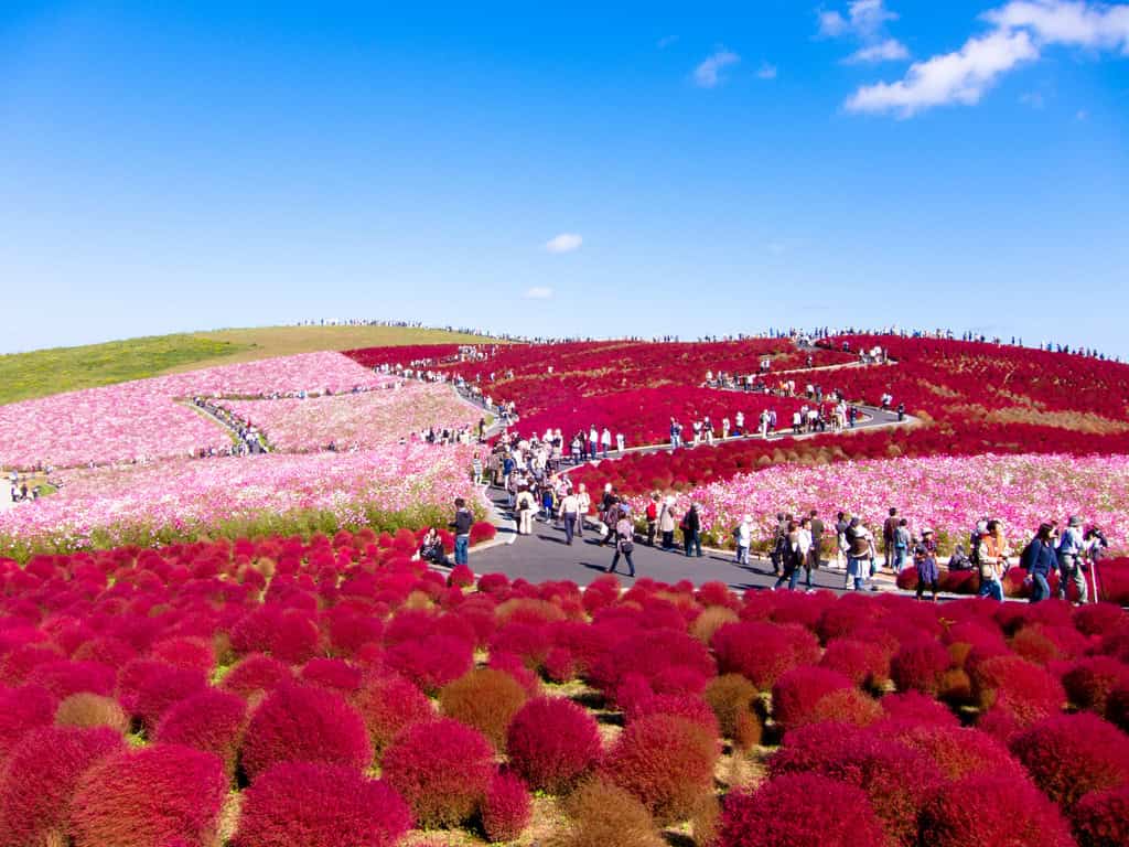 Kochia - Hitachi Seaside Park, Japan