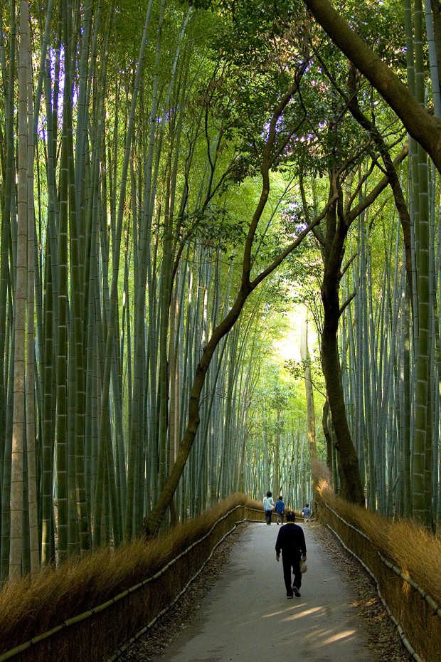 Incredibly Magical Tree Tunnels Worldwide- You Must Walk Through Them
