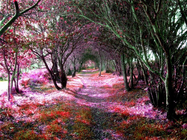 Incredibly Magical Tree Tunnels Worldwide- You Must Walk Through Them