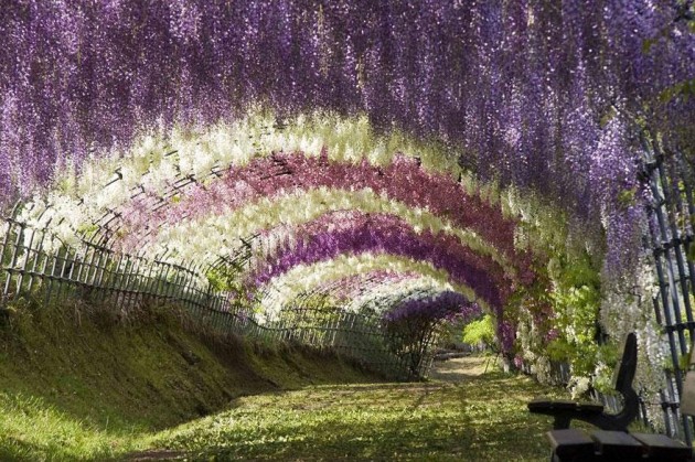 10 Startling Tree Tunnels You Must Walk Through (1)